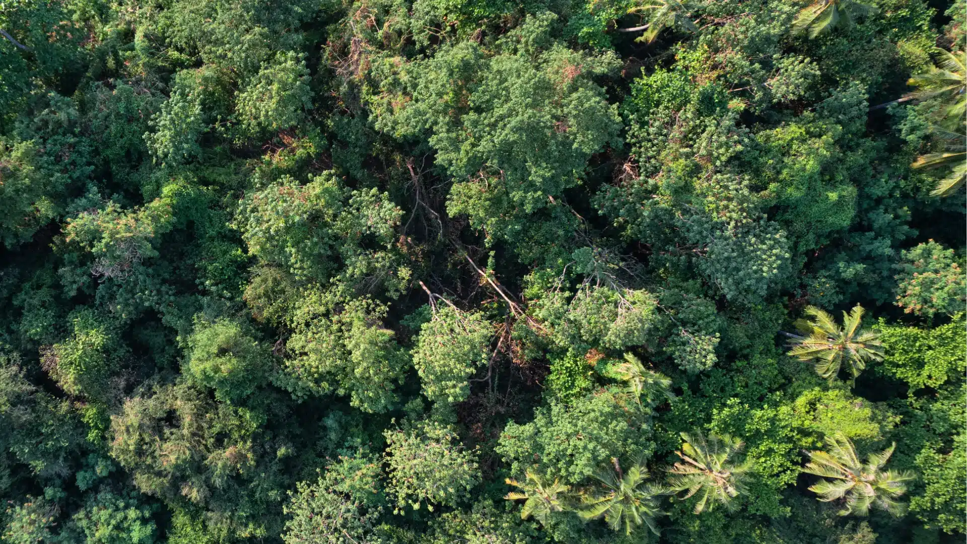Ayudas para la valorización, segunda transformación y ecoinnovación de productos forestales y para la digitalización y mejora 2025